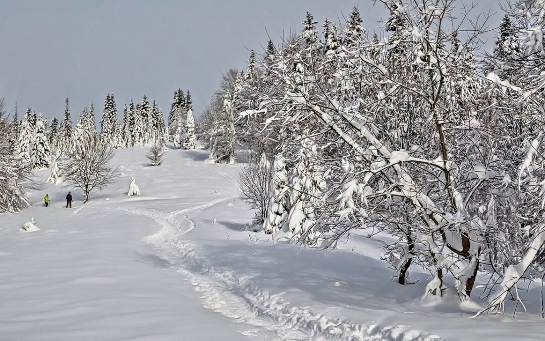 Best Snowcat Skiing In Steamboat Springs / Powder Paradise: Unleashing…