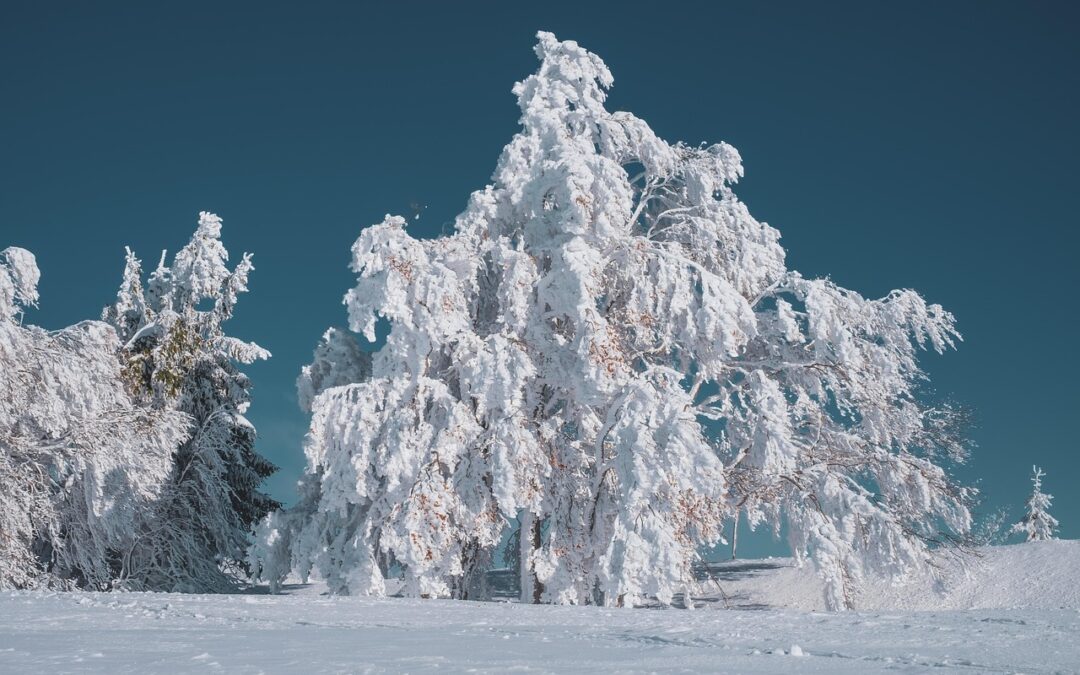 Best Snowcat Skiing In Steamboat Springs – Embark On Unforgettable…