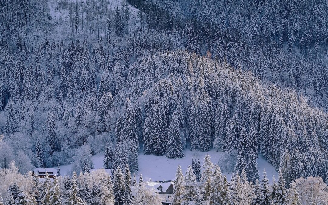 Eco-friendly Snowcat Tours Steamboat Springs / Explore The Pristine Beauty…