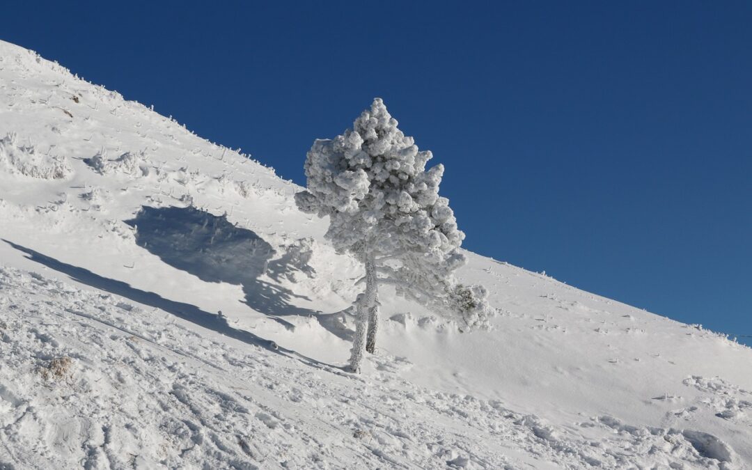 Powdercat Adventures Steamboat: Embark On An Unforgettable Winter Wonderland Adventure:…