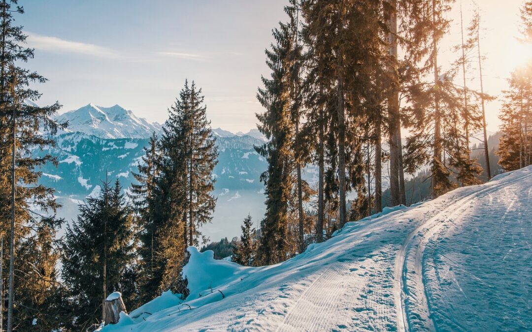 Snowcat Skiing Near Steamboat Springs / Unveil The Untamed Backcountry:…