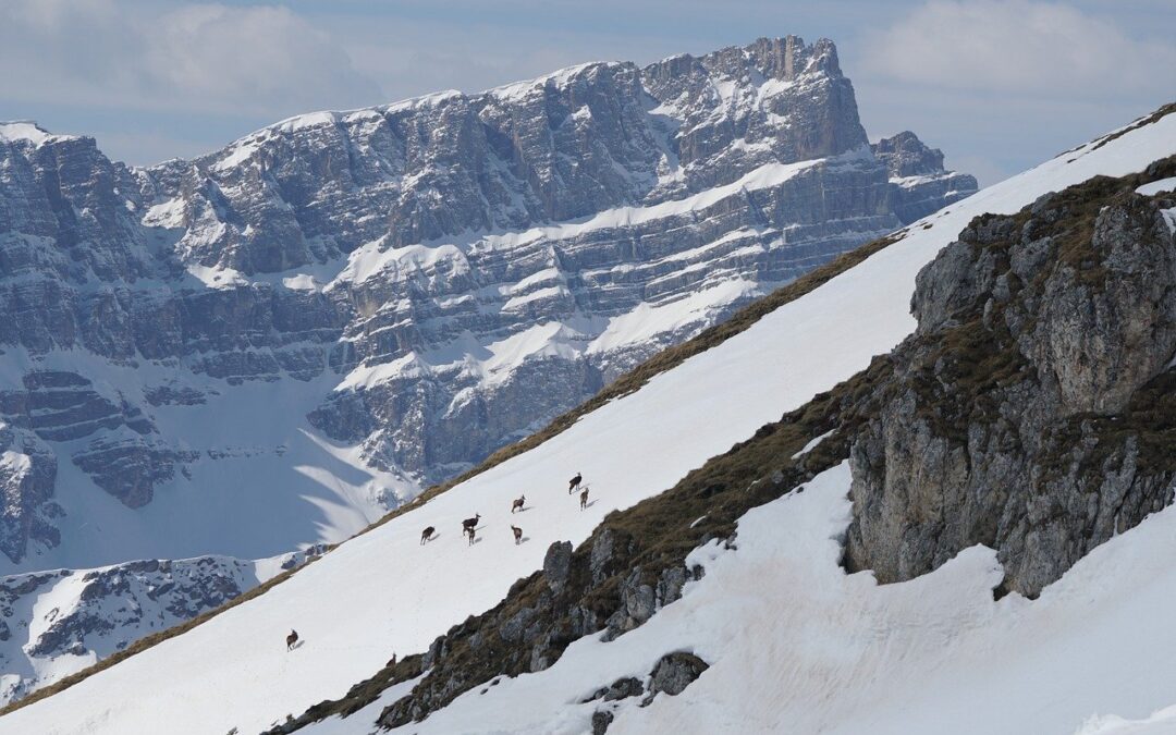 Steamboat Powdercats Booking: Snowbound Adventure: Uncover The Magic Of Steamboat…