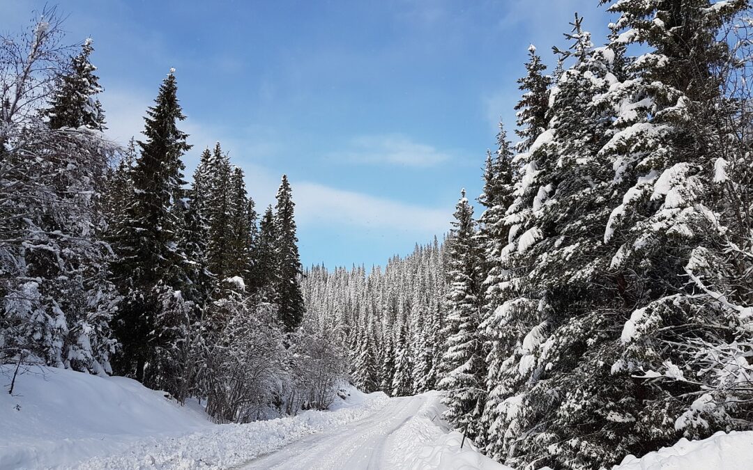 Steamboat Snowcats Safety Tips » Experience The Backcountry With Steamboat…