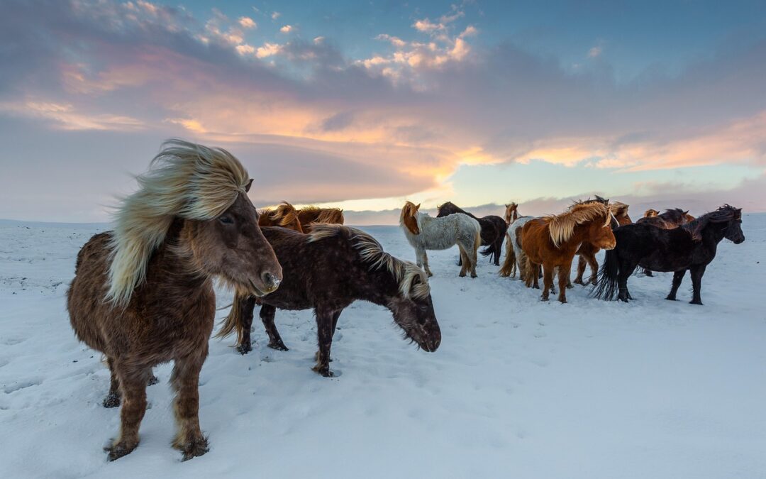 Steamboat Springs Winter Activities » Embark On An Unforgettable Winter…