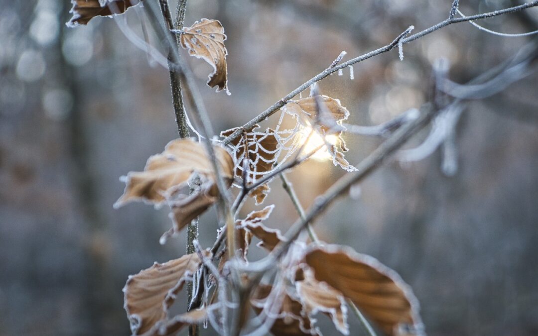 Steamboat Springs Winter Adventure Packages | Unveil The Enchanting Winter…