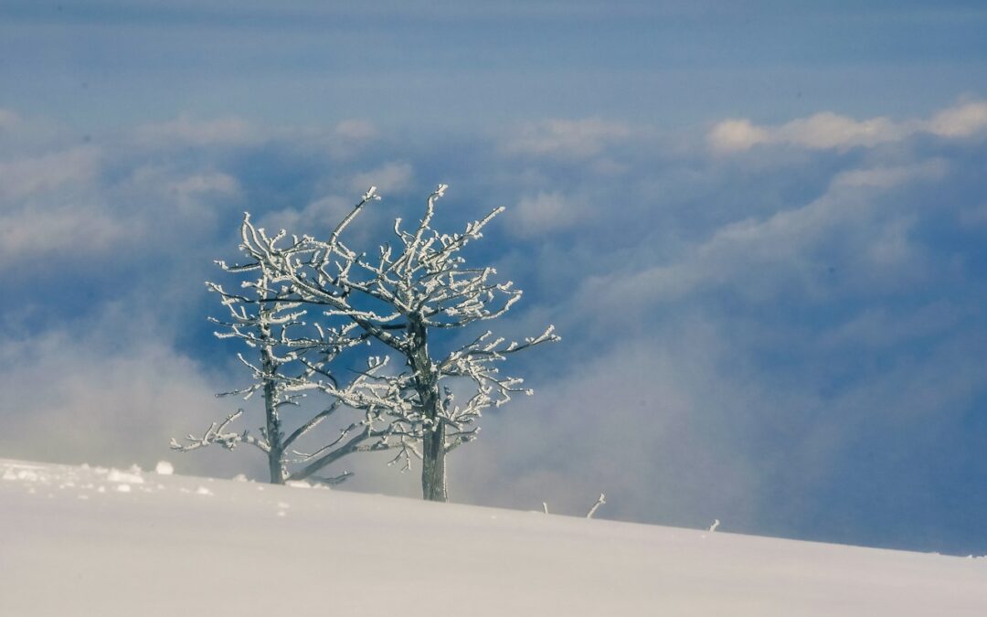 Best Snowcat Skiing In Steamboat Springs: Discover The Ultimate Snowcat…