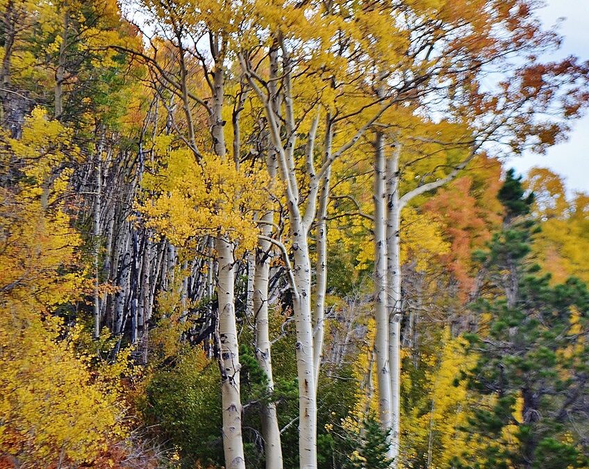 Snowcat Skiing Colorado Rockies | Escape The Ordinary: Experience The…