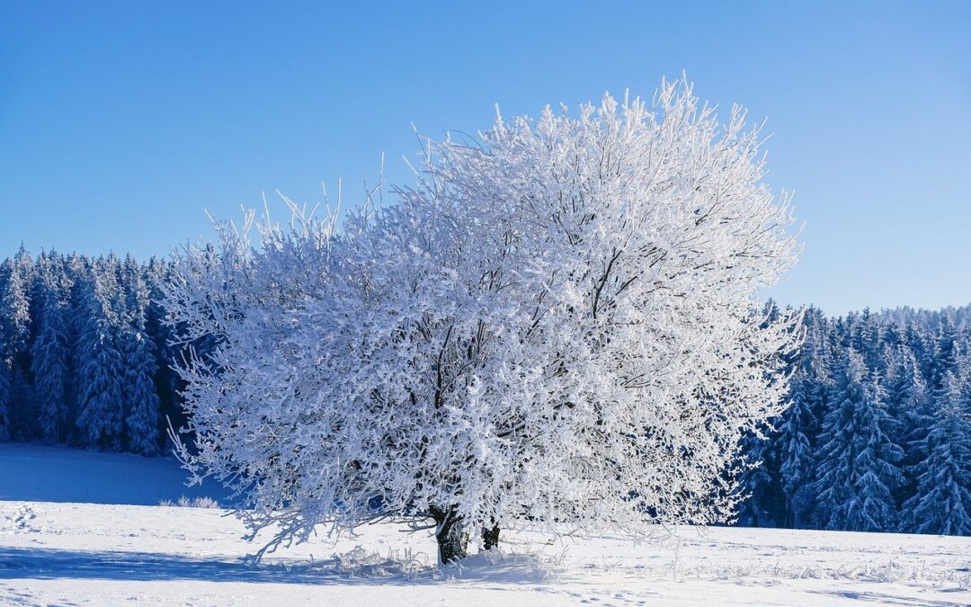 Steamboat Springs Winter Activities – Winter Wonderland: Unveil The Enchanting…