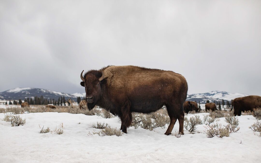 Snowcat Skiing Buffalo Pass Steamboat – Escape To Winter Wonderland:…