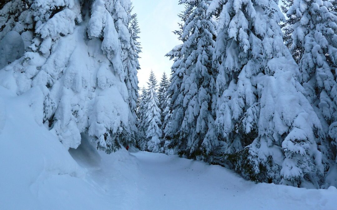 Steamboat Powdercats Backcountry Tours: Escape The Crowds: Your Ultimate Guide…