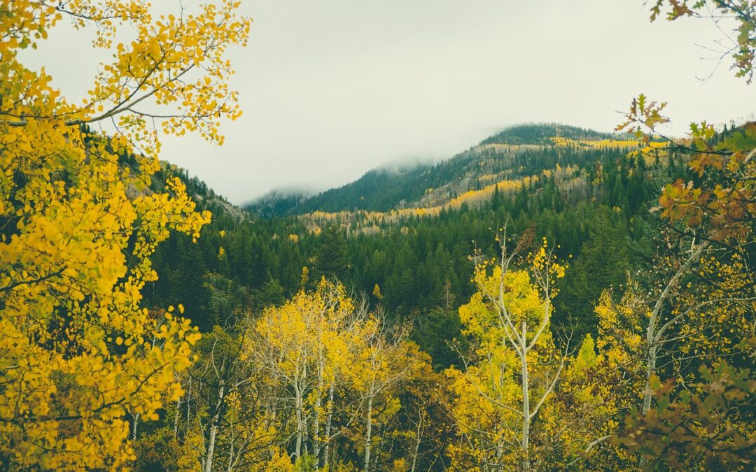 Steamboat Springs Powdercat Tours With Accommodation ~ Skiing, Snowshoeing, And…