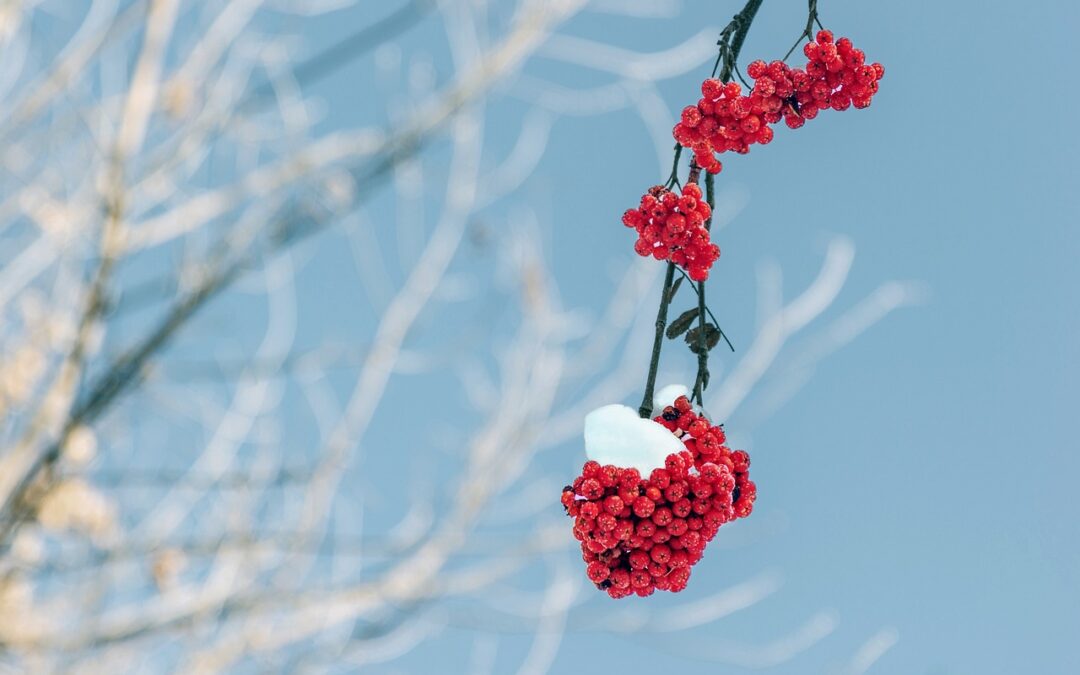 Steamboat Springs Winter Adventure Packages | Escape To Winter Wonderland:…