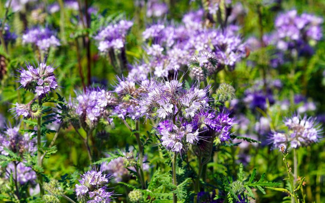 Eco-friendly Snowcat Tours Steamboat Springs » Unleash The Magic: Eco-Friendly…