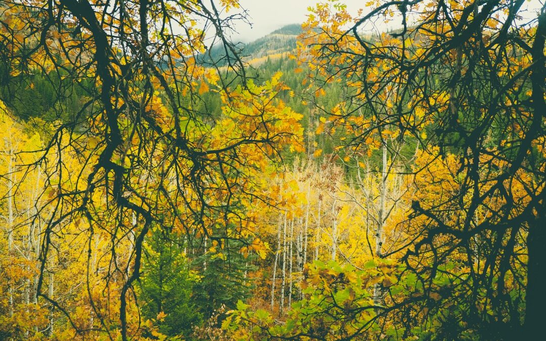 Snowcat Skiing Steamboat Springs Blog | Ready To Ride The…